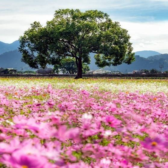 2024台中國際花毯節「太空花境」繁花綻放，萬眾矚目必看花海美景，搭配絕美山景輕鬆拍大片 生活 第3張