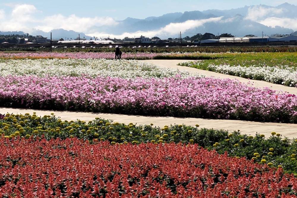 2024台中國際花毯節「太空花境」繁花綻放，萬眾矚目必看花海美景，搭配絕美山景輕鬆拍大片 生活 第6張